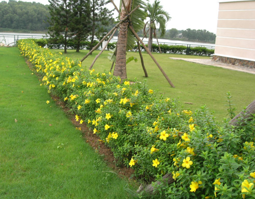 Huỳnh anh trồng làm cây cảnh trang trí sân vườn