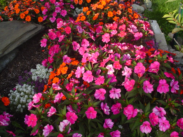 Hoa mai địa thảo có nhiều màu sắc thích hợp trồng tại các bồn hoa hoặc trồng trong chậu cảnh
