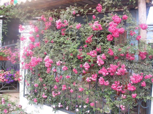 Sau một thời gian trồng những cây hồng leo nó sẽ phát triển thành 1 giàn hoa rất đẹp